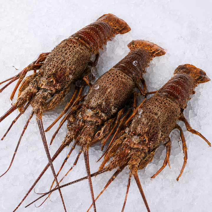3 South African Rock Lobsters Crayfish on a bed of ice