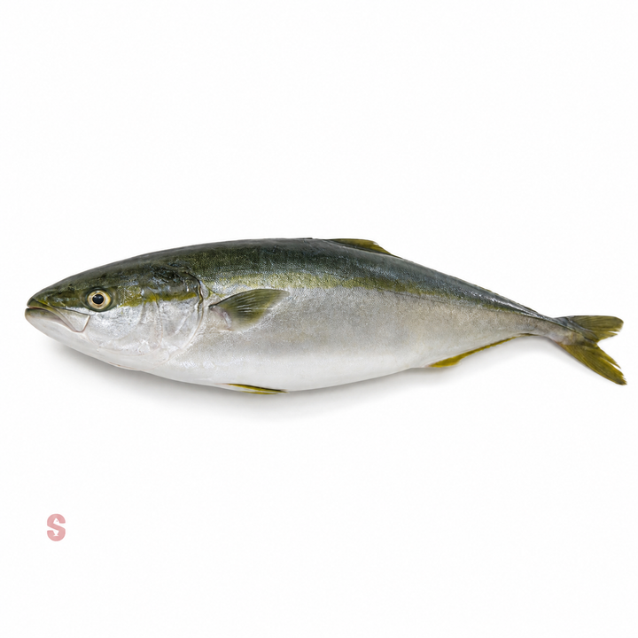 A single, fresh Yellowtail fish with a silver body and dark fins on a white background