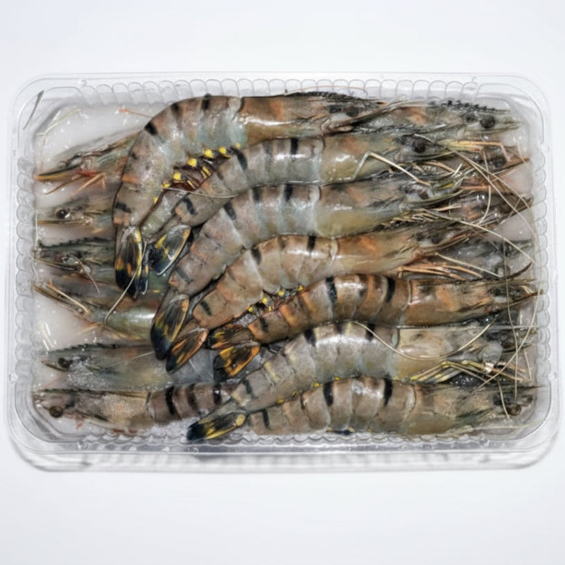 16 20 prawns in a try white a white background 
