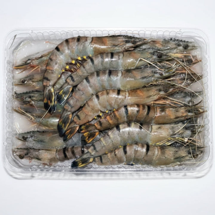 16 20 prawns in a try white a white background 